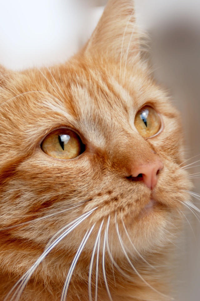 Рыжий кот с оранжевыми глазами 