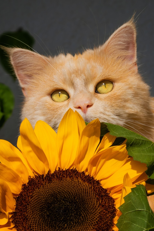 Рыжий кот с цветком подсолнуха на сером фоне 
