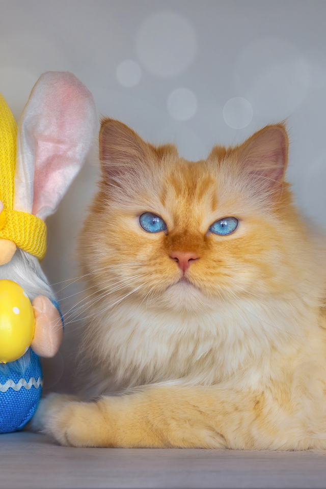 Рыжий кот с игрушечным гномом 