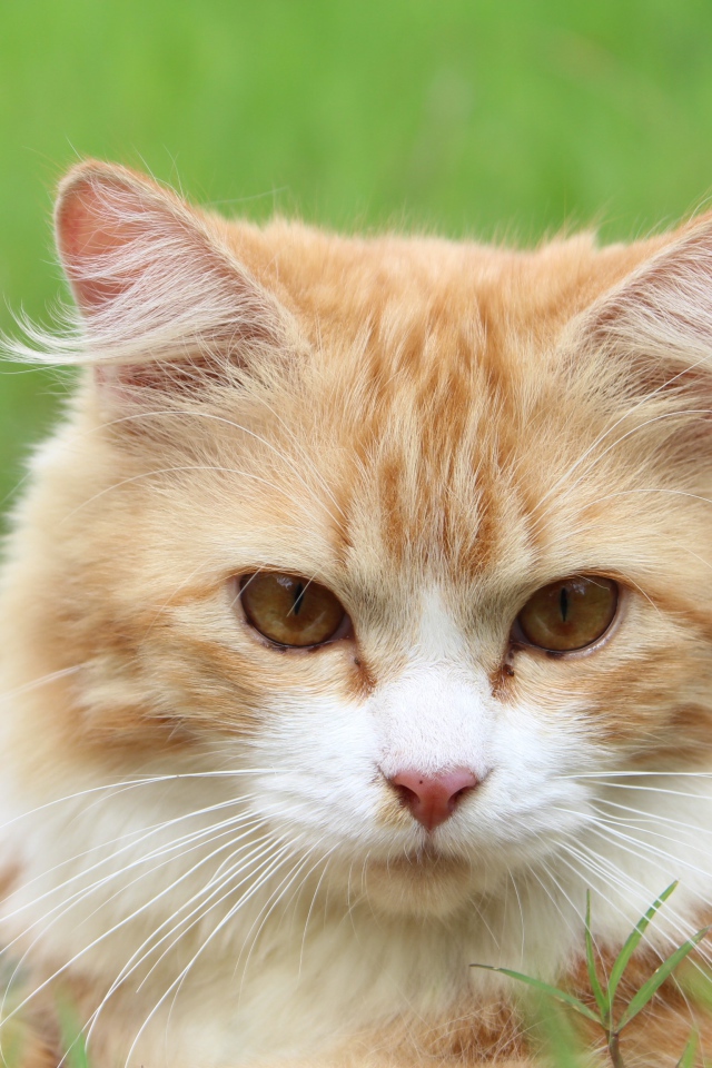 Рыжий чистый кот лежит на траве