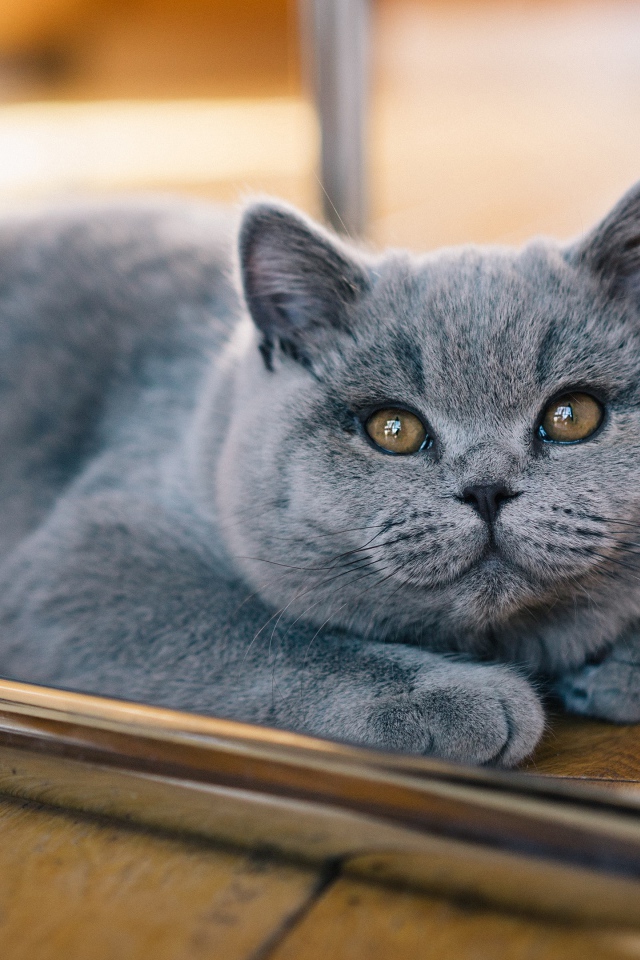 Серый британский котенок лежит на полу 