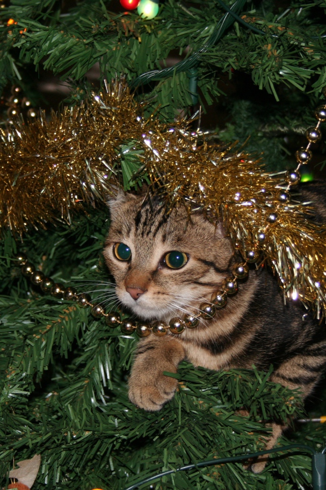 Серый кот прячется в еловых ветках на новый год 