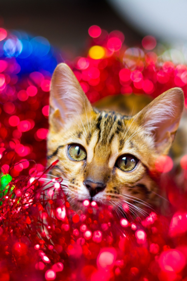 Серый кот прячется в красной мишуре