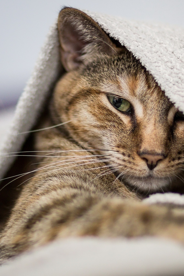 Gray cat lies under the blanket