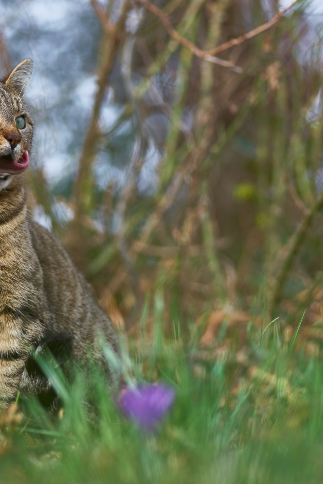 Серый кот сидит в зеленой траве 