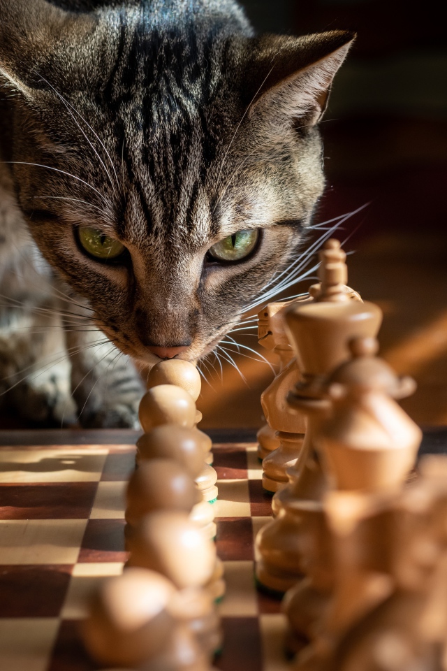 Gray cat sniffing chess