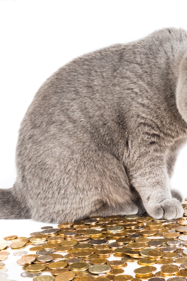 Gray cat with coins on a white background