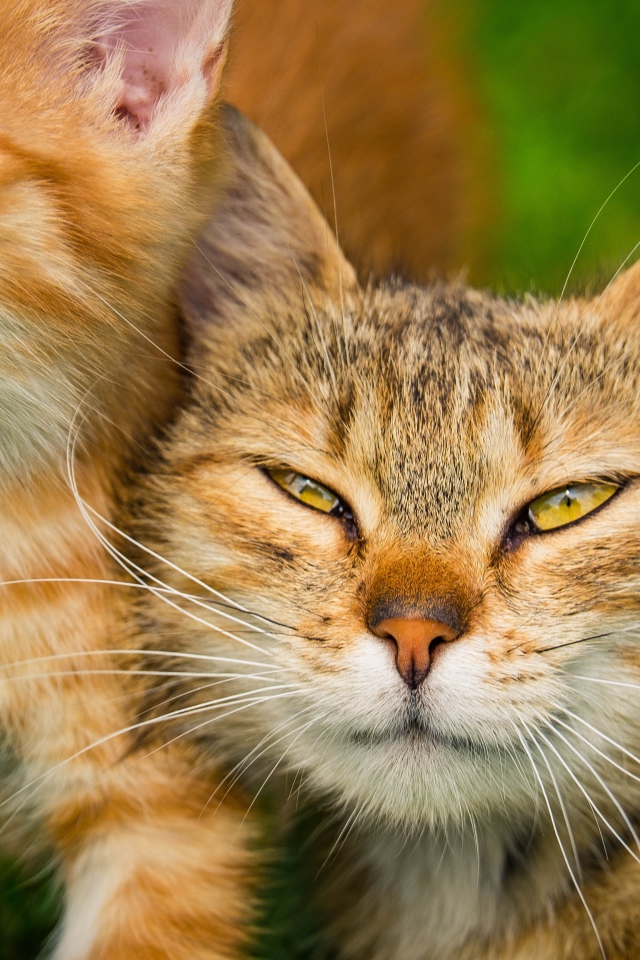 Серая кошка с рыжим котенком