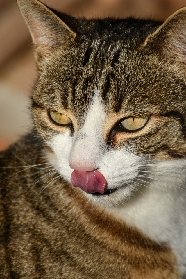 Серый кот с высунутым языком 