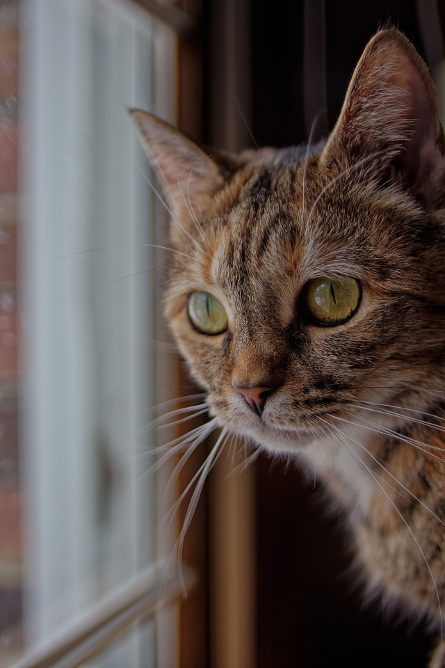 Серый домашний кот смотрит в окно