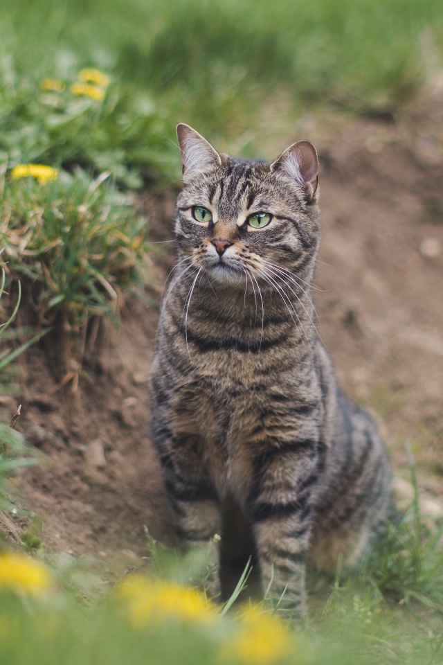 Серый полосатый кот охотится в зеленой траве 