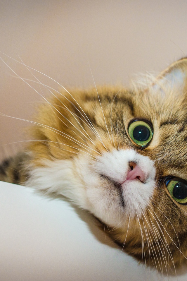 Зеленоглазый пушистый кот лежит на кровати