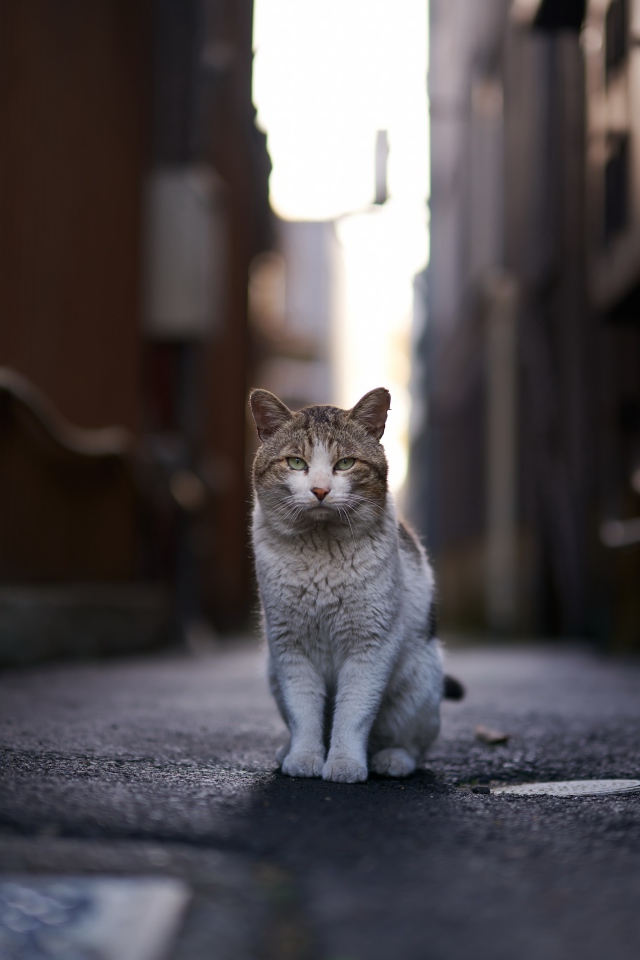 Бездомный кот сидит на улице
