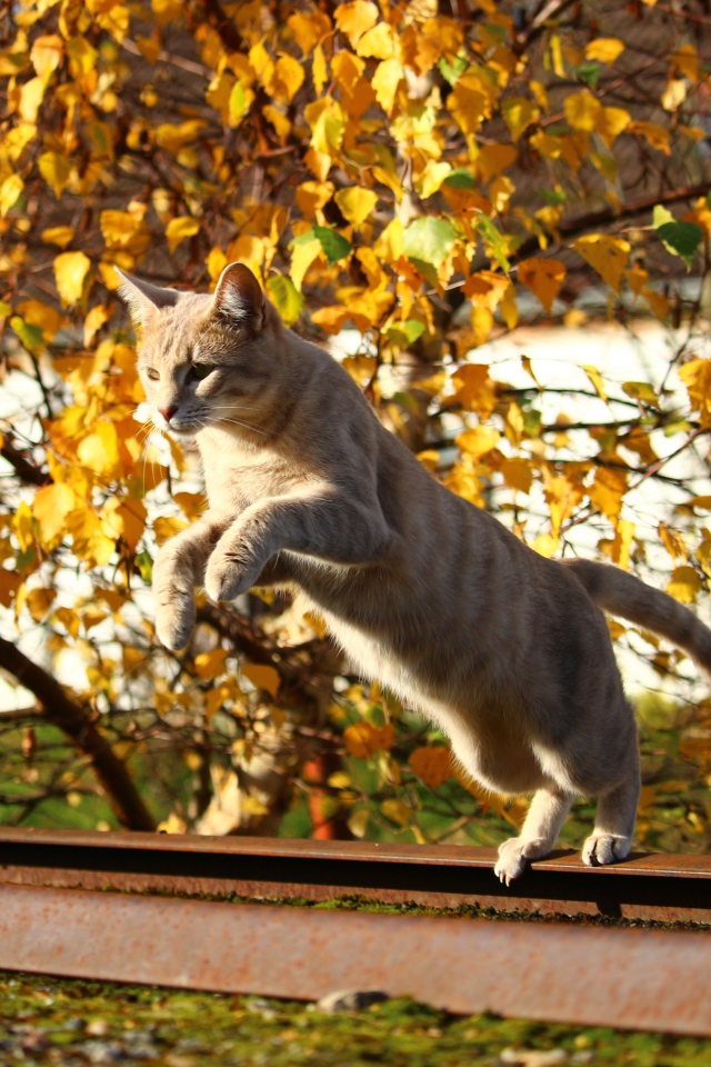 Прыжок рыжего кота на улице осенью 
