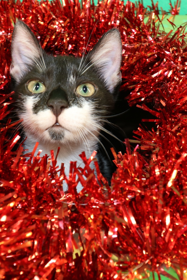 Котенок в красной мишуре на новый год