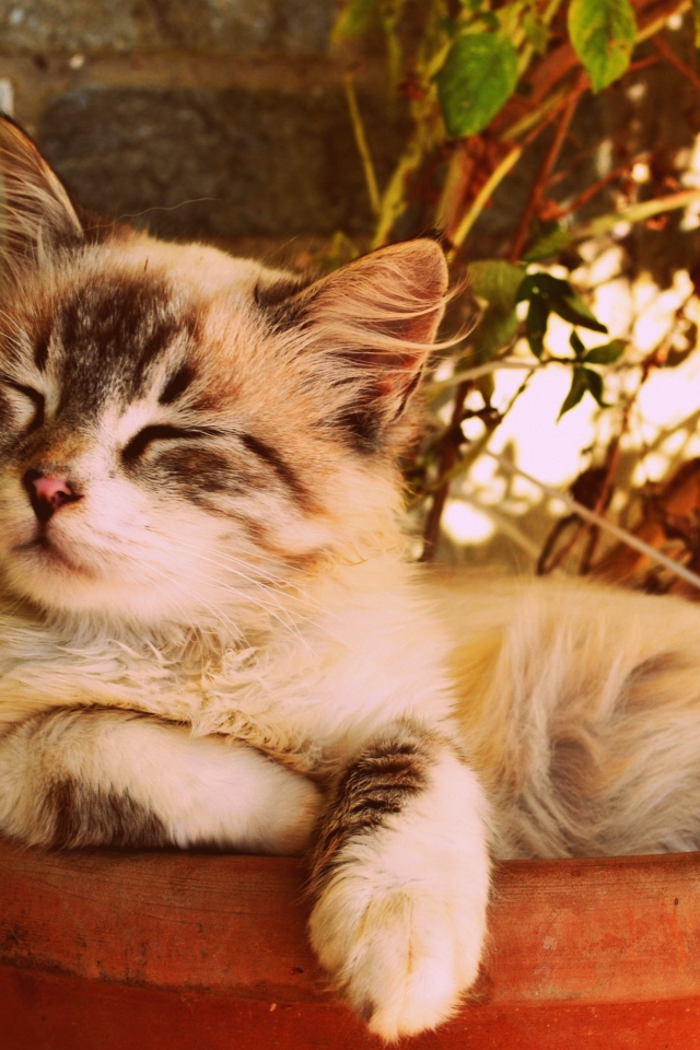 Котенок спит в горшке с цветком