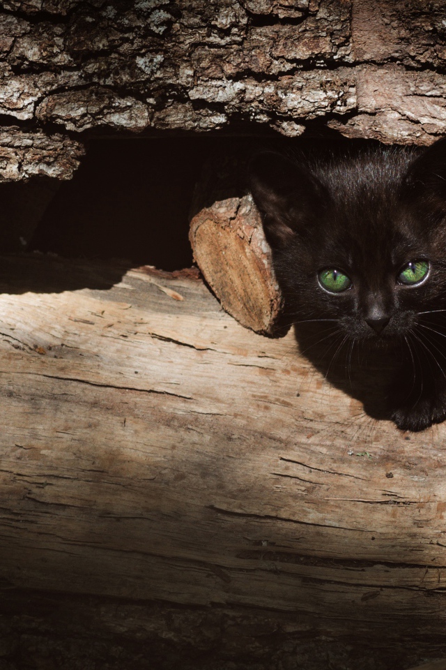 Маленький черный котенок прячется в дровах 