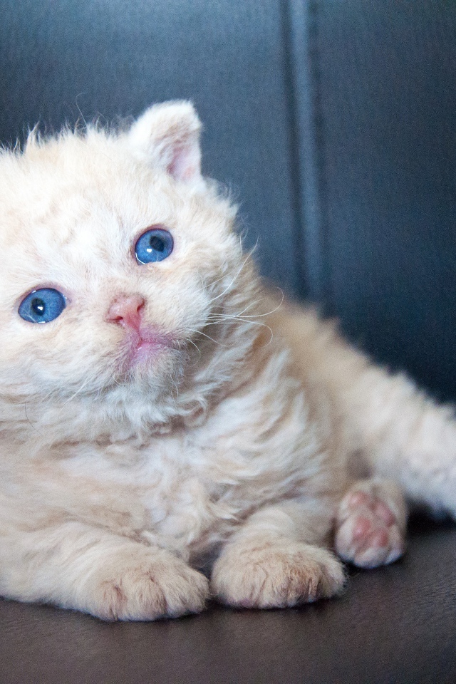 Маленький голубоглазый котенок лежит на черном диване