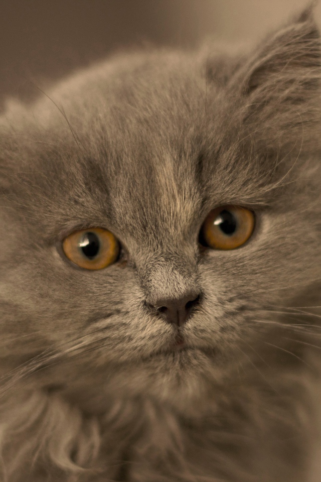 Маленький пушистый пепельный котенок крупным планом