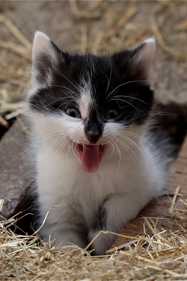 Маленький смешной черно- белый котенок зевает 