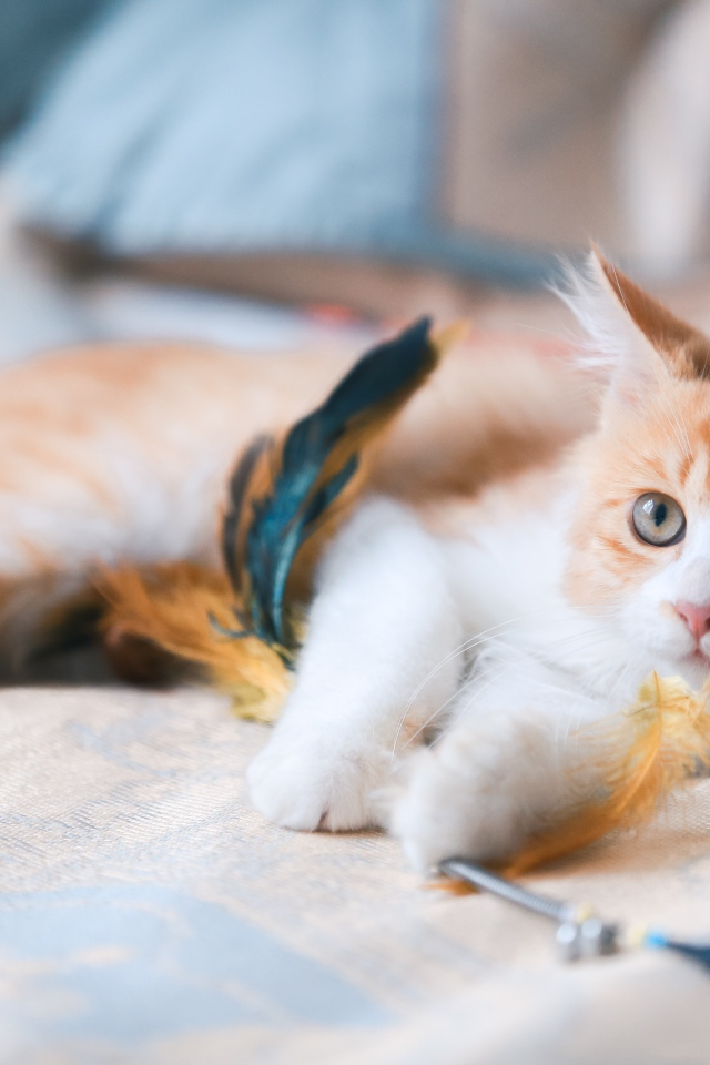 Маленький рыжий котенок с игрушкой на диване 