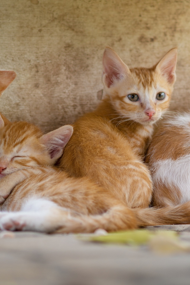 Маленькие рыжие котята лежат у стены