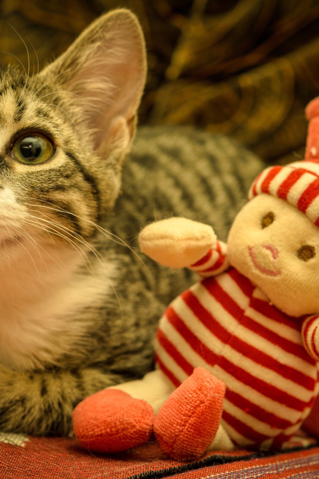 Маленький серый котенок с игрушкой