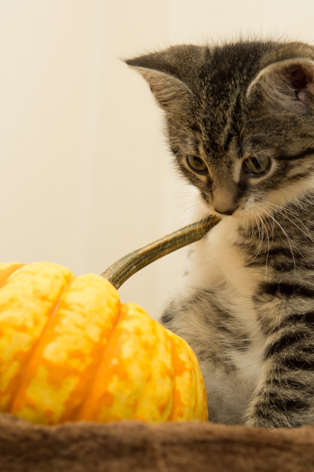 Маленький котенок с тыквой