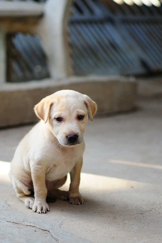 Маленький грустный щенок золотистого ретривера на земле