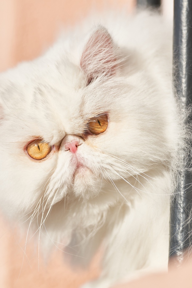 Морда белого персидского кота крупным планом 