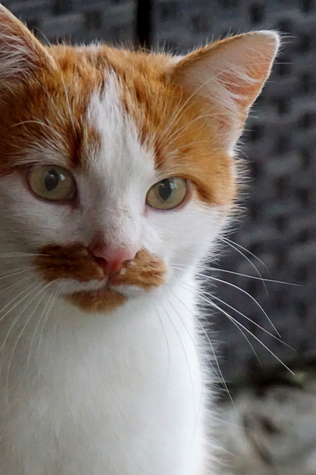 Рыжий с белым кот сидит на диване 