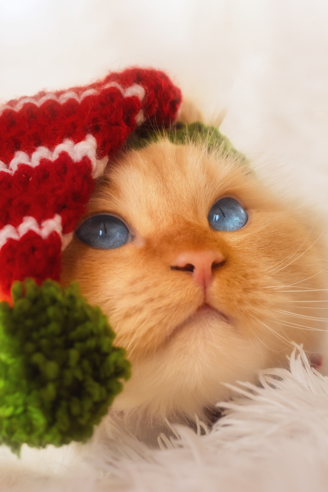 Рыжий кот в смешном колпаке