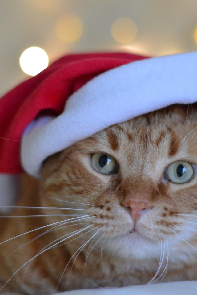 Рыжий кот в красной шапке Санта Клауса 