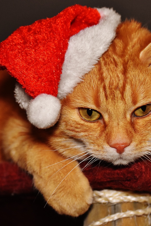 Грустный рыжий кот в новогодней шапке