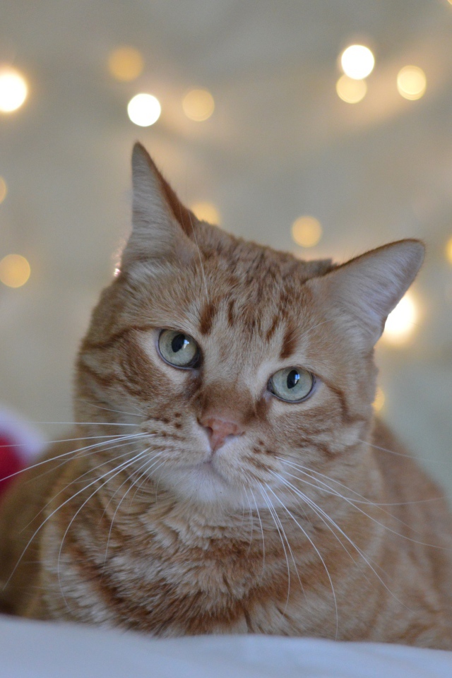 Грустный рыжий кот на фоне стены 