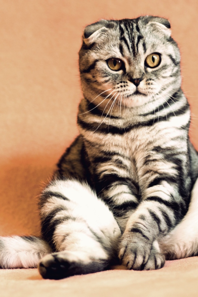 Шотландский вислоухий кот на коричневом фоне