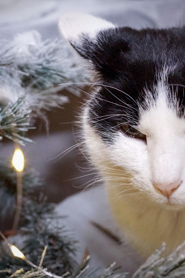 Серьезный кот сидит у ели с герляндой 