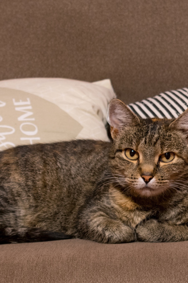 Серьезный серый домашний  кот лежит на диване