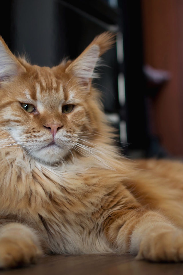 Серьезный рыжий кот мейн кун