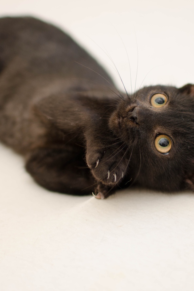 Маленький черный котенок с желтыми глазами на сером фоне