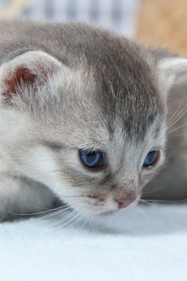 Маленький серый котенок на белом покрывале 
