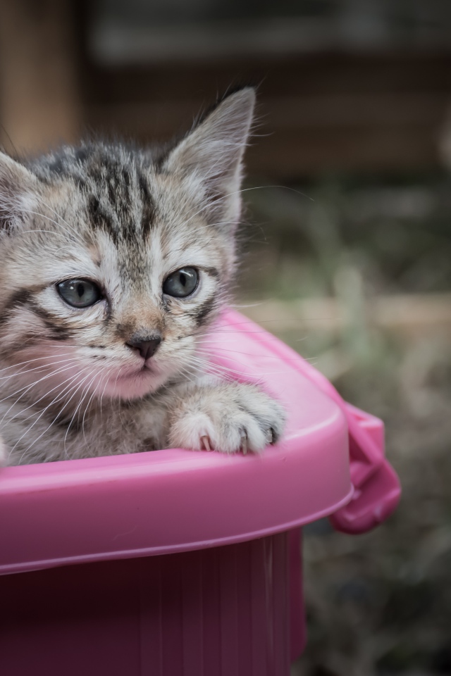 Маленький серый котенок сидит в розовом тазике
