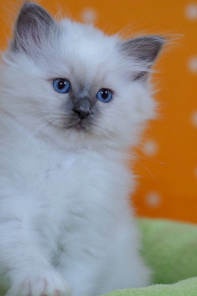 Маленький породистый котенок с голубыми глазами на лежанке