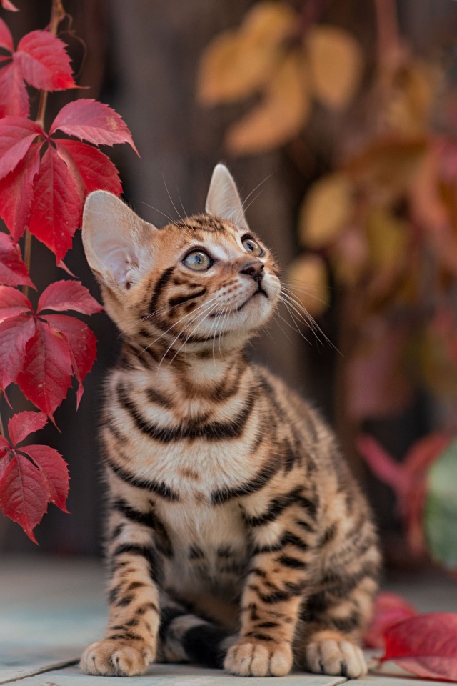 Маленький полосатый котенок с красными листьями