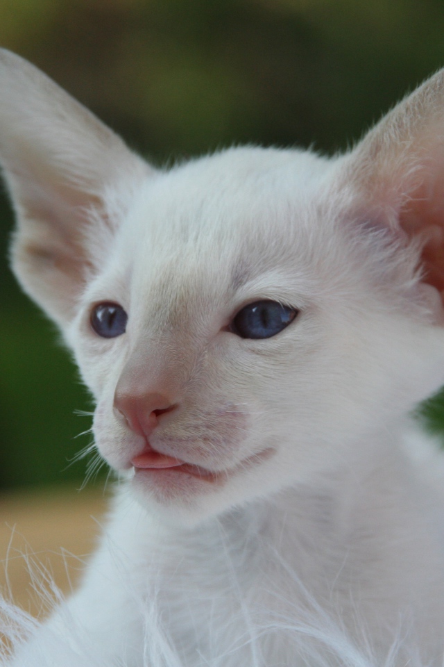 Маленький белый котенок с большими ушами 