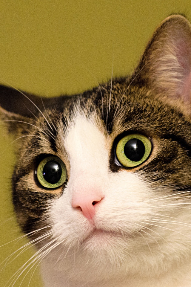 Удивленный кот на желтом фоне 