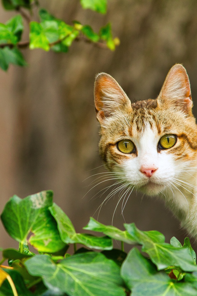 Удивленный кот сидит в зеленых листьях