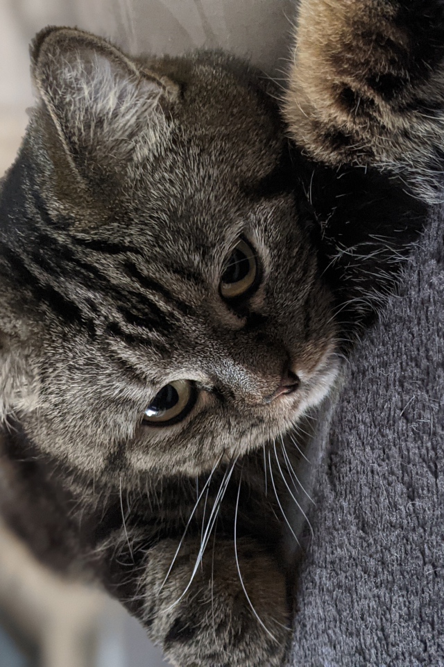 Полосатый серый кот лежит на покрывале