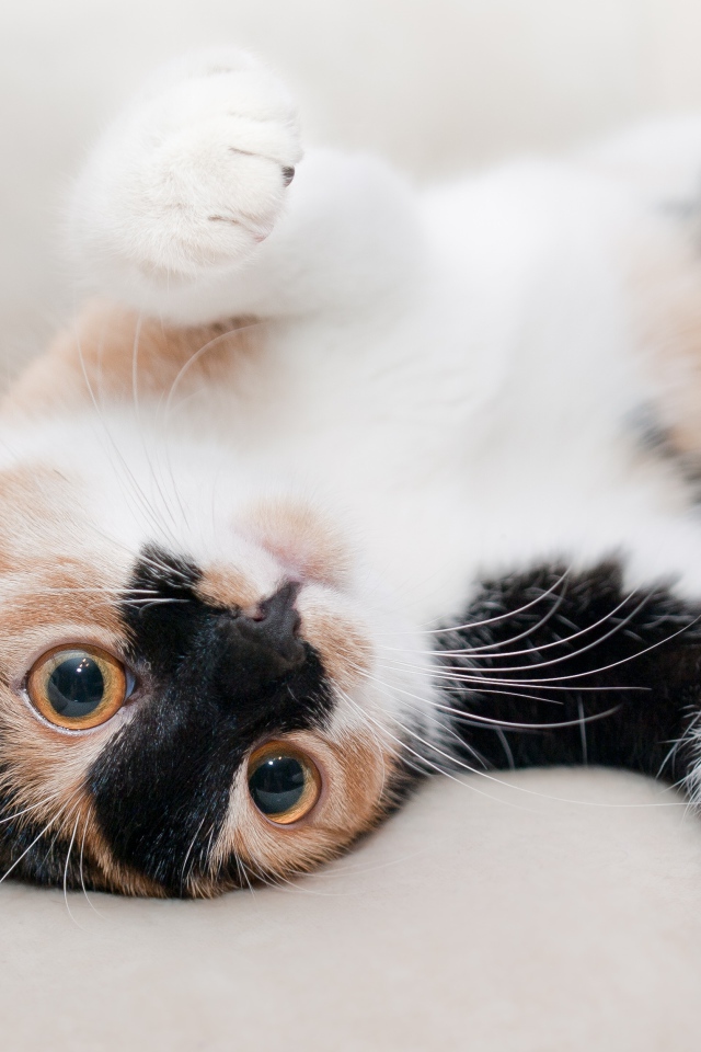 Трехцветная кошка нежится на кровати