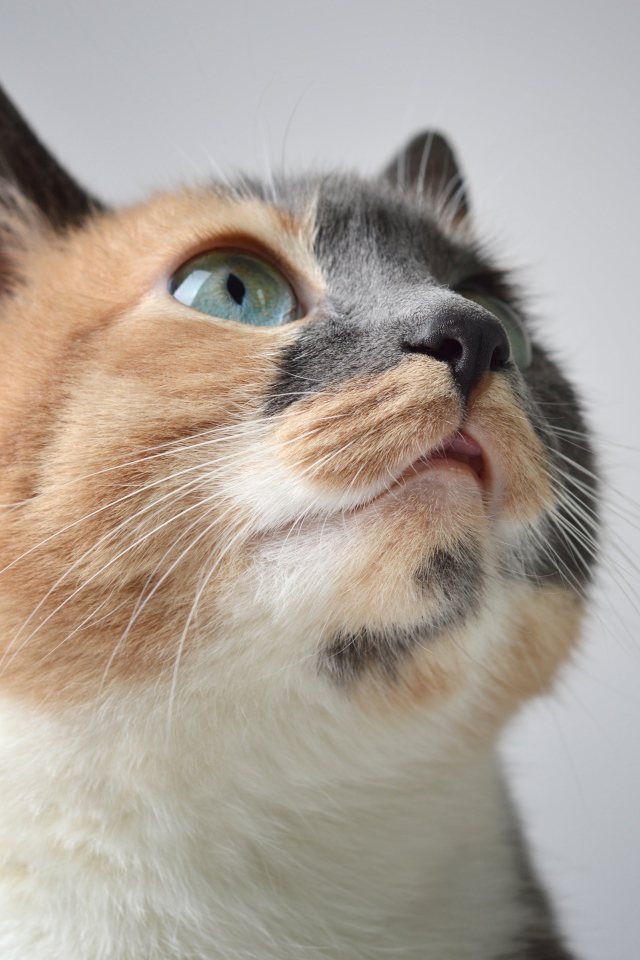Голова трехцветной кошки на сером фоне